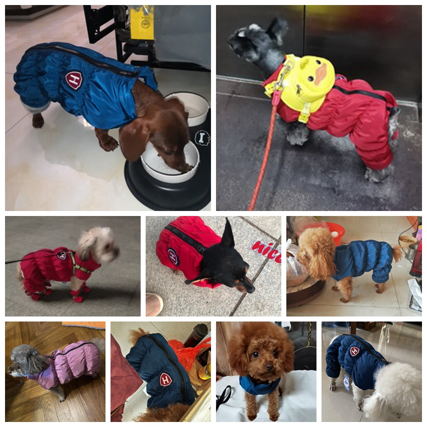 Rits Sneeuw Unisex Hond Waterd - Winter Clothing 1 Year Old recensie en prijs